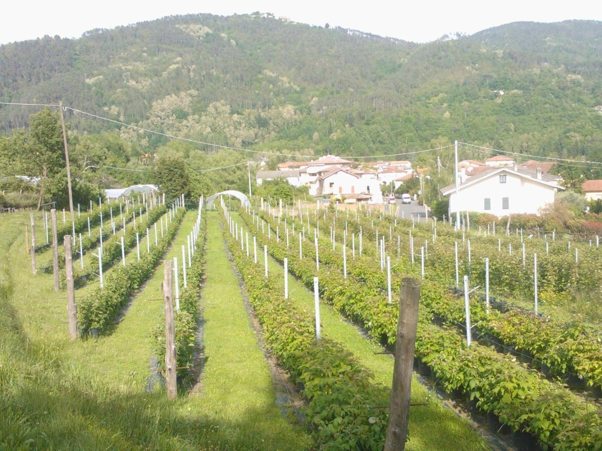 Agriturismo Tenuta Valletti. Sesta Godano Kültér fotó